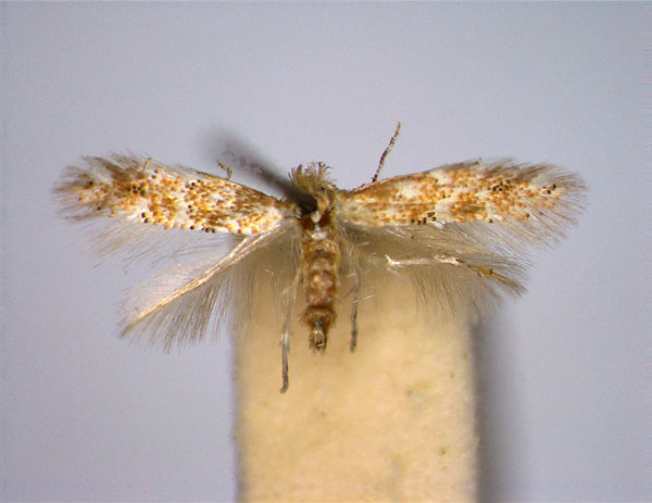 /filer/webapps/moths_gc/media/images/F/foliolosi_Phyllonorycter_A_EIHU.jpg