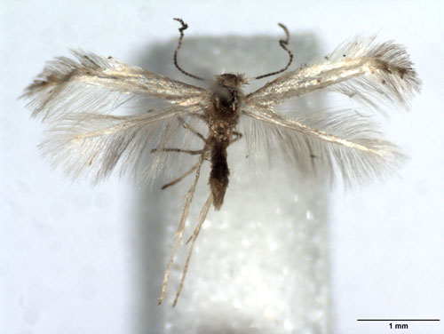 /filer/webapps/moths_gc/media/images/F/foliolosi_Phyllonorycter_A_WJDP.jpg