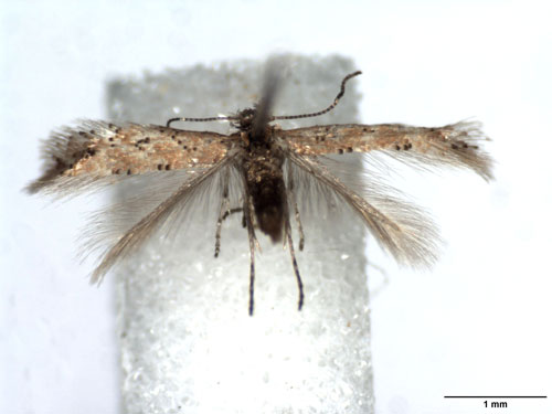 /filer/webapps/moths_gc/media/images/F/foliolosi_Phyllonorycter_A_WJDP_02.jpg