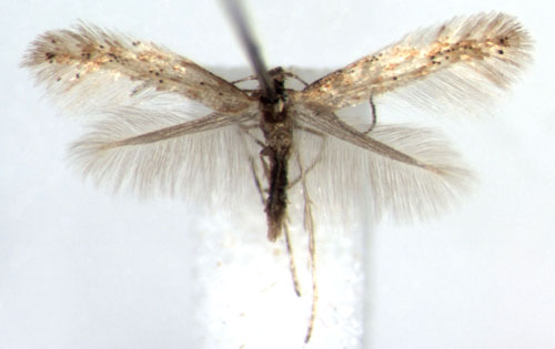 /filer/webapps/moths_gc/media/images/F/foliolosi_Phyllonorycter_A_WJDP_03.jpg