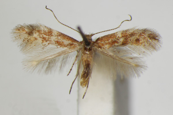 /filer/webapps/moths_gc/media/images/F/foliolosi_Phyllonorycter_A_ZSM.jpg