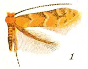 /filer/webapps/moths_gc/media/images/F/fragilella_Phyllonorycter_A_Braun_23-1.jpg