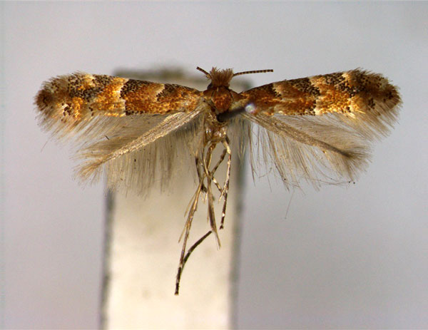 /filer/webapps/moths_gc/media/images/F/fragilella_Phyllonorycter_A_EIHU.jpg