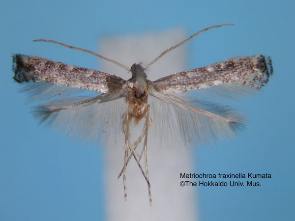 /filer/webapps/moths_gc/media/images/F/fraxinella_Metriochroa_HT_EIHU.jpg