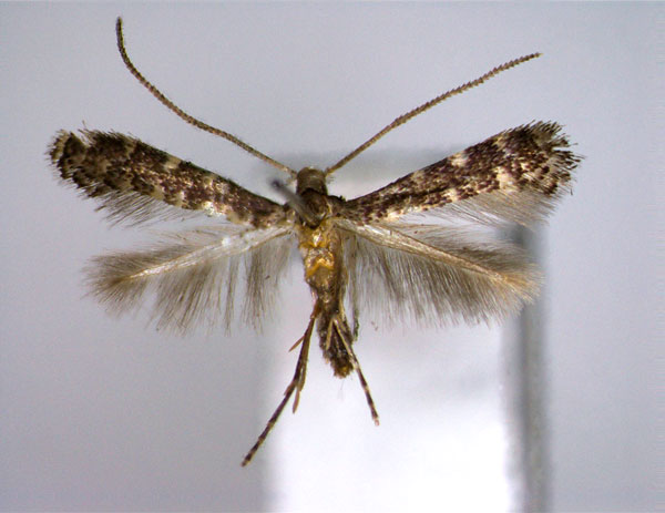 /filer/webapps/moths_gc/media/images/F/fraxinella_Metriochroa_PT_EIHU.jpg