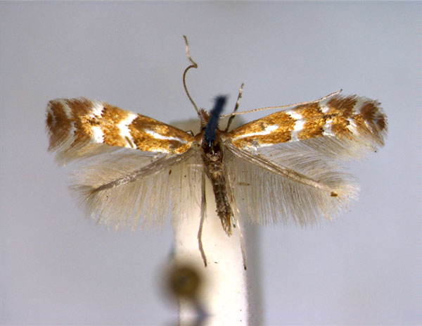 /filer/webapps/moths_gc/media/images/F/fraxinella_Phyllonorycter_A_EIHU.jpg