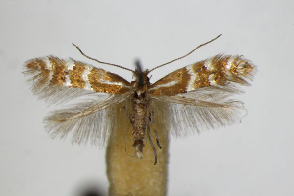 /filer/webapps/moths_gc/media/images/F/fraxinella_Phyllonorycter_A_ZSM_2.jpg