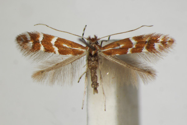 /filer/webapps/moths_gc/media/images/F/fraxinella_Phyllonorycter_A_ZSM_4.jpg
