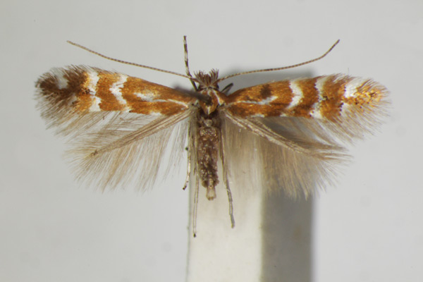 /filer/webapps/moths_gc/media/images/F/fraxinella_Phyllonorycter_A_ZSM_5.jpg