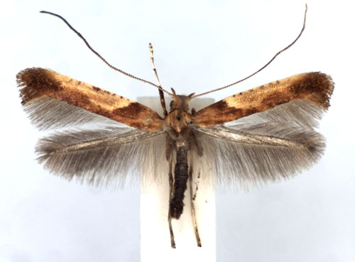 /filer/webapps/moths_gc/media/images/F/fribergensis_Caloptilia_A_WJDP.jpg