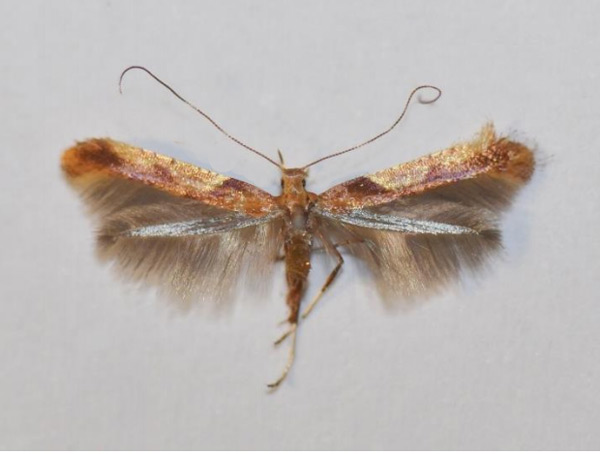 /filer/webapps/moths_gc/media/images/F/fribergensis_Caloptilia_A_Wullaert_2019_38.jpg
