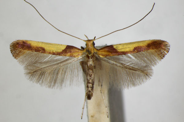 /filer/webapps/moths_gc/media/images/F/fribergensis_Caloptilia_A_ZSM_5.jpg