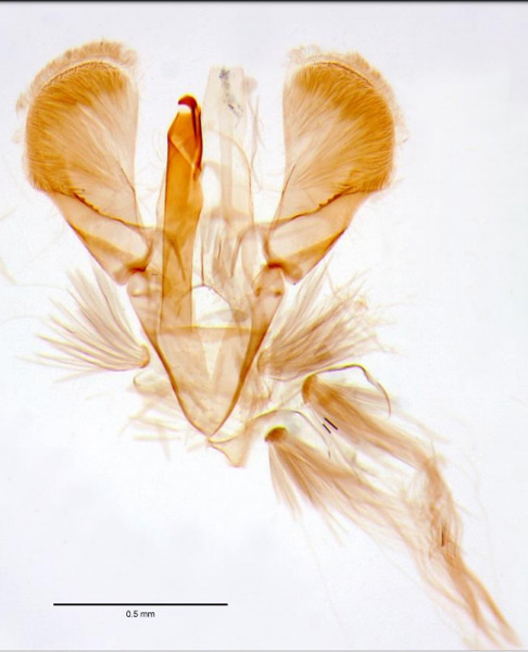 /filer/webapps/moths_gc/media/images/F/fribergensis_Caloptilia_GM_Wullaert_2019_38.jpg
