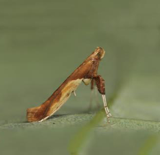 /filer/webapps/moths_gc/media/images/F/fribergensis_Caloptilia_Plant_2022_32a.jpg