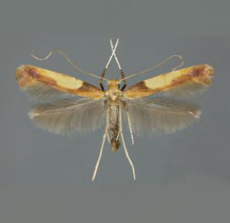 /filer/webapps/moths_gc/media/images/F/fribergensis_Caloptilia_Plant_2022_32b.jpg