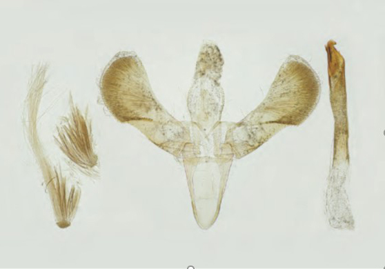 /filer/webapps/moths_gc/media/images/F/fribergensis_Caloptilia_Plant_2022_35c.jpg