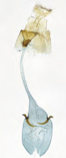 /filer/webapps/moths_gc/media/images/F/fribergensis_Caloptilia_Plant_2022_36g.jpg