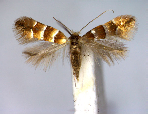 /filer/webapps/moths_gc/media/images/F/froelichiella_Phyllonorycter_A_EIHU.jpg