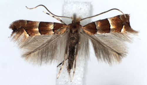 /filer/webapps/moths_gc/media/images/F/froelichiella_Phyllonorycter_A_WJDP.jpg
