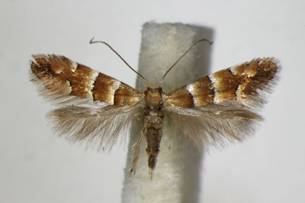 /filer/webapps/moths_gc/media/images/F/froelichiella_Phyllonorycter_A_ZSM.jpg