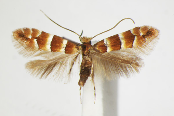 /filer/webapps/moths_gc/media/images/F/froelichiella_Phyllonorycter_A_ZSM_3.jpg