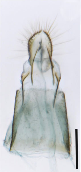 /filer/webapps/moths_gc/media/images/F/furcata_Phyllocnistis_GF2_Cerdena-etal_2022_201.jpg