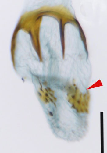 /filer/webapps/moths_gc/media/images/F/furcata_Phyllocnistis_GF3_Cerdena-etal_2022_201.jpg