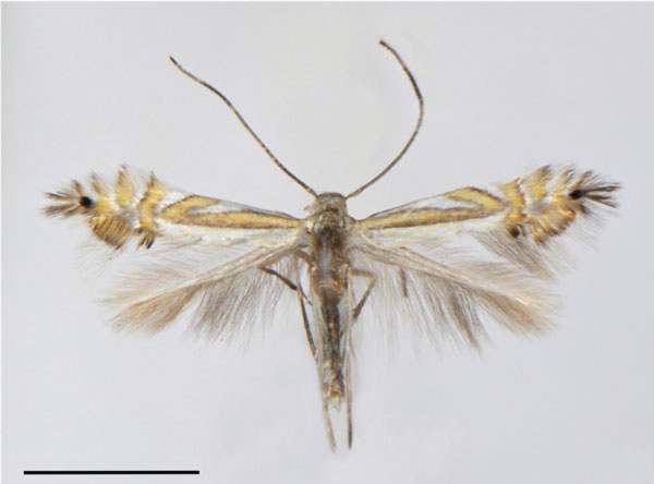 /filer/webapps/moths_gc/media/images/F/furcata_Phyllocnistis_HT_Cerdena-et-al_2020_127.jpg