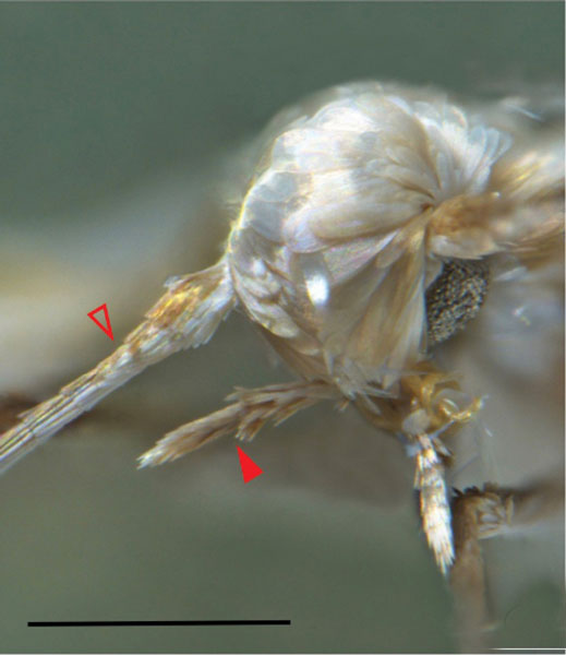 /filer/webapps/moths_gc/media/images/F/furcata_Phyllocnistis_HT_head_Cerdena-et-al_2020_127.jpg