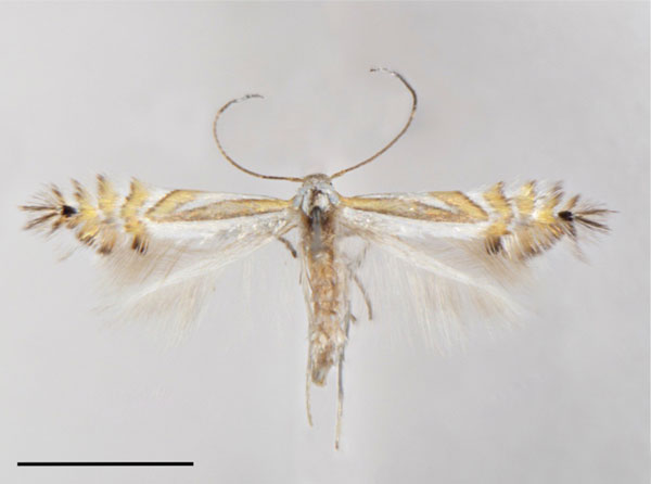 /filer/webapps/moths_gc/media/images/F/furcata_Phyllocnistis_PT_Cerdena-et-al_2020_127.jpg
