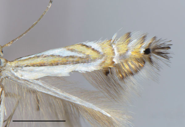 /filer/webapps/moths_gc/media/images/F/furcata_Phyllocnistis_PT_Cerdena-etal_2022_199.jpg