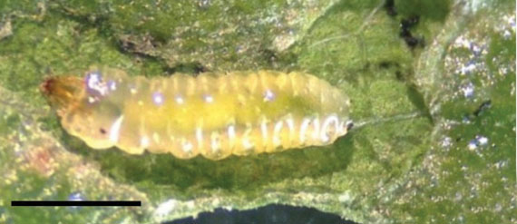 /filer/webapps/moths_gc/media/images/F/furcata_Phyllocnistis_larva_3_Cerdena_2020_134.jpg