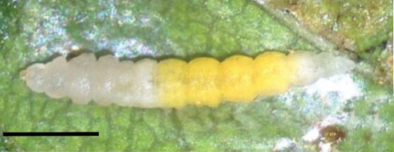 /filer/webapps/moths_gc/media/images/F/furcata_Phyllocnistis_larva_4_Cerdena_2020_134.jpg