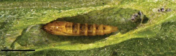 /filer/webapps/moths_gc/media/images/F/furcata_Phyllocnistis_pupa_Cerdena_2020_134.jpg