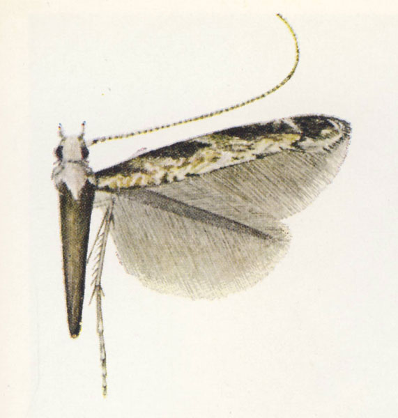 /filer/webapps/moths_gc/media/images/F/fustigera_Conopomorpha_Vari_1961_Pl-11-1_T7bAFIi.jpg