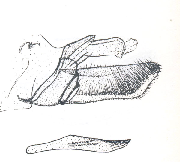 /filer/webapps/moths_gc/media/images/F/fustigera_Conopomorpha_Vari_1961_Pl-50-6.jpg