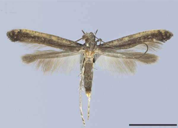 /filer/webapps/moths_gc/media/images/G/galacotra_Caloptilia_HT_MHNG.jpg