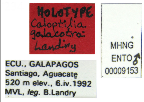 /filer/webapps/moths_gc/media/images/G/galacotra_Caloptilia_HT_MHNG_Labels.jpg