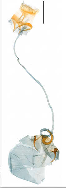 /filer/webapps/moths_gc/media/images/G/galacotra_Caloptilia_PT_GF_MHNG.jpg