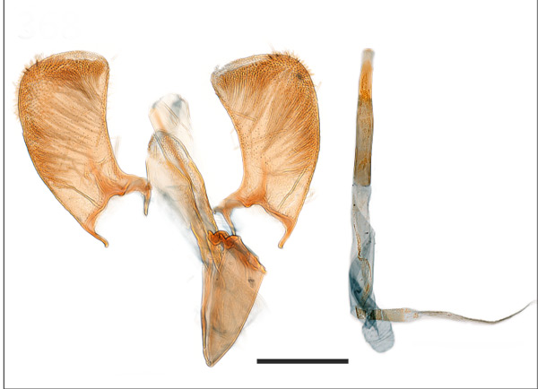 /filer/webapps/moths_gc/media/images/G/galacotra_Caloptilia_PT_GM_MHNG.jpg