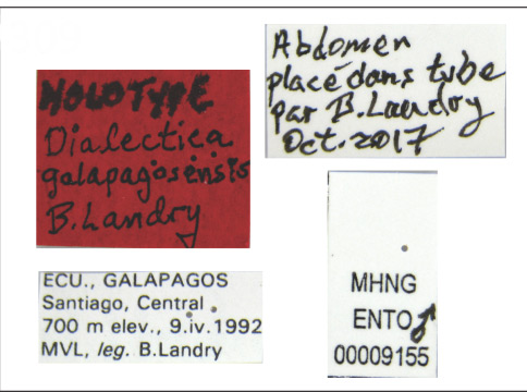 /filer/webapps/moths_gc/media/images/G/galapagosensis_Dialectica_HT_ENTO-00009155._MHNG_Labels.jpg