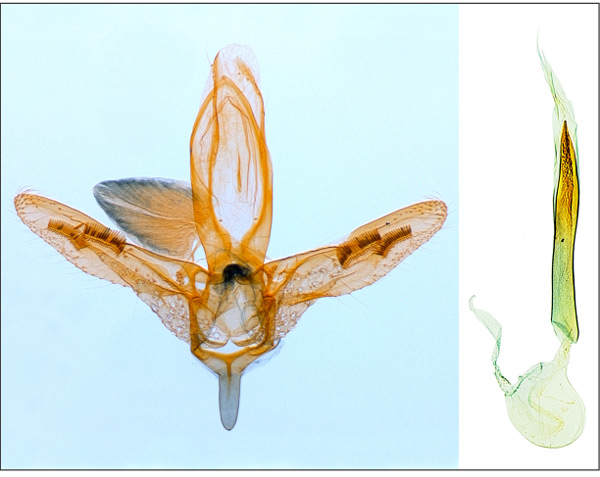 /filer/webapps/moths_gc/media/images/G/galapagosensis_Dialectica_PT_GM_MHNG.jpg