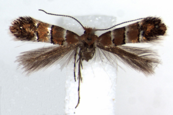 /filer/webapps/moths_gc/media/images/G/gato_Phyllonorycter_HT_RMCA.jpg