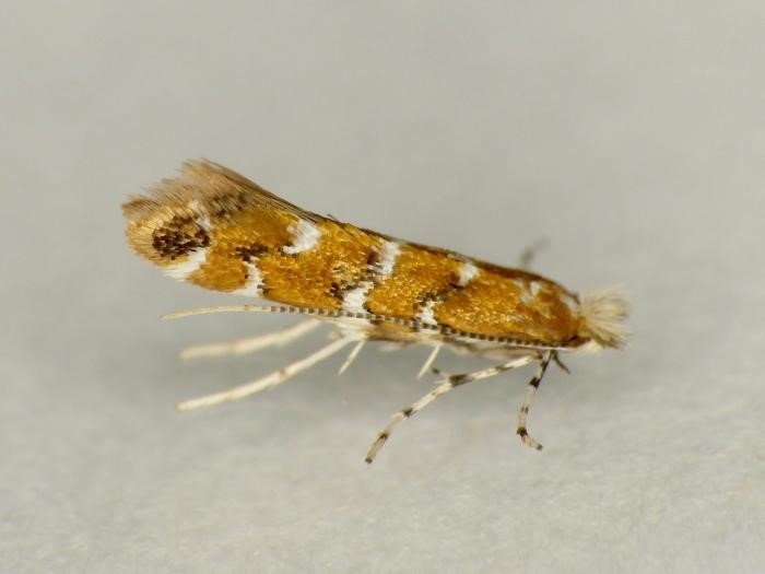 /filer/webapps/moths_gc/media/images/G/gaultheriella_Cameraria_ Belgium.jpg