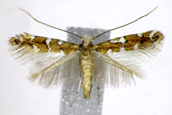 /filer/webapps/moths_gc/media/images/G/gaultheriella_Cameraria_AF_Landry.jpg