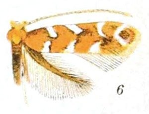 /filer/webapps/moths_gc/media/images/G/gaultheriella_Cameraria_A_Braun_23-6.jpg