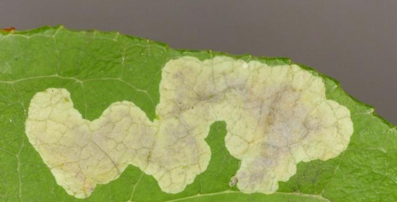 /filer/webapps/moths_gc/media/images/G/gaultheriella_Cameraria_M_Belgum.jpg