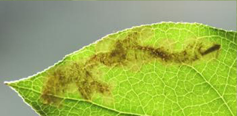 /filer/webapps/moths_gc/media/images/G/gaultheriella_Cameraria_Pupa_Belgium.jpg