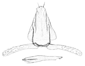 /filer/webapps/moths_gc/media/images/G/gautengi_Porphyrosela_GM_DePrins3506.jpg