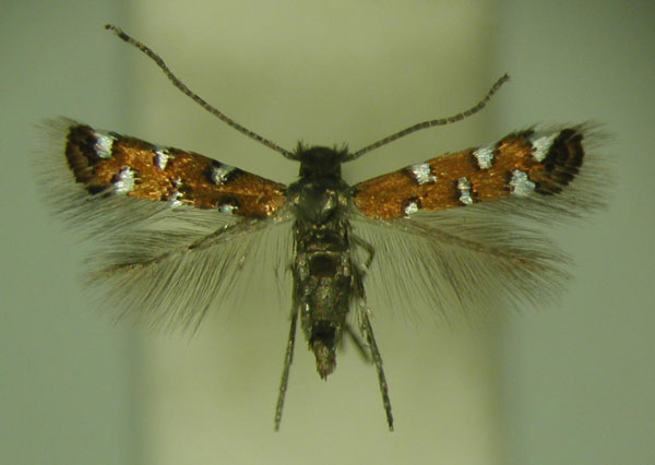 /filer/webapps/moths_gc/media/images/G/gautengi_Porphyrosela_PT_TMSA_01.jpg